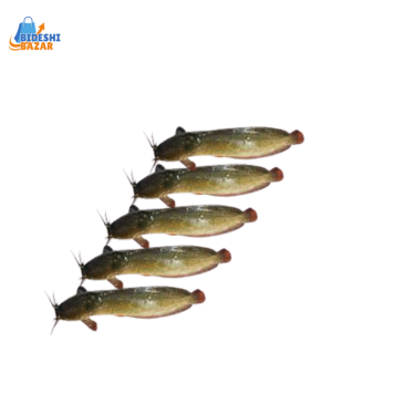 Long-Whiskered Catfish